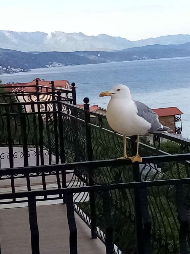 Гостевой дом Вилла Валентина Алушта-181