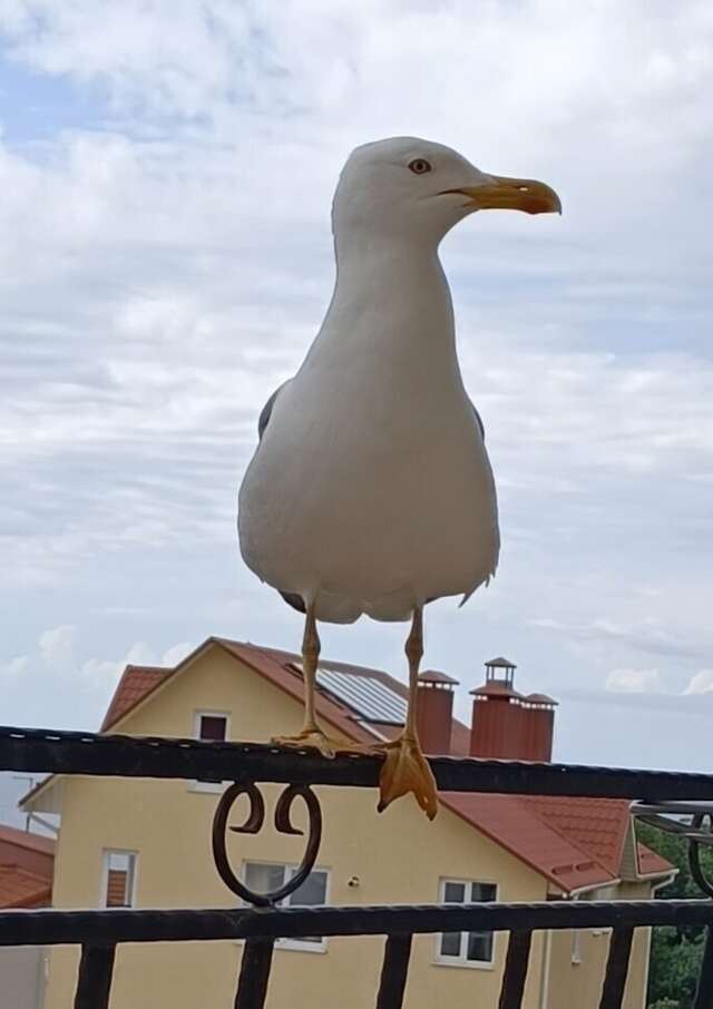 Гостевой дом Вилла Валентина Алушта-97